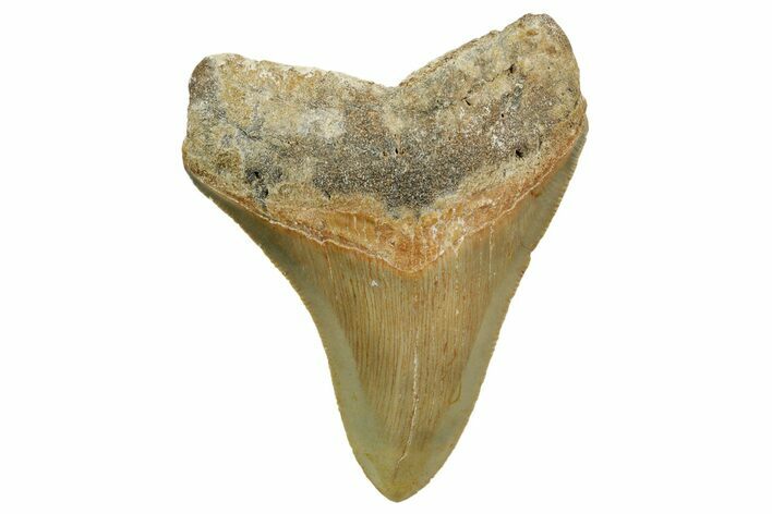 Serrated, Fossil Megalodon Tooth - North Carolina #363705